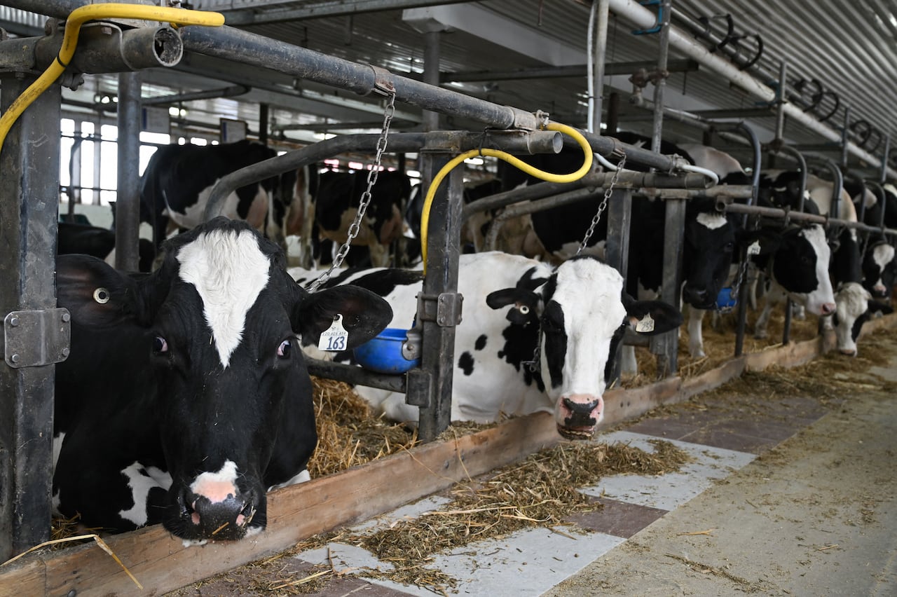 Cows are seen inside a dairy farm barn.