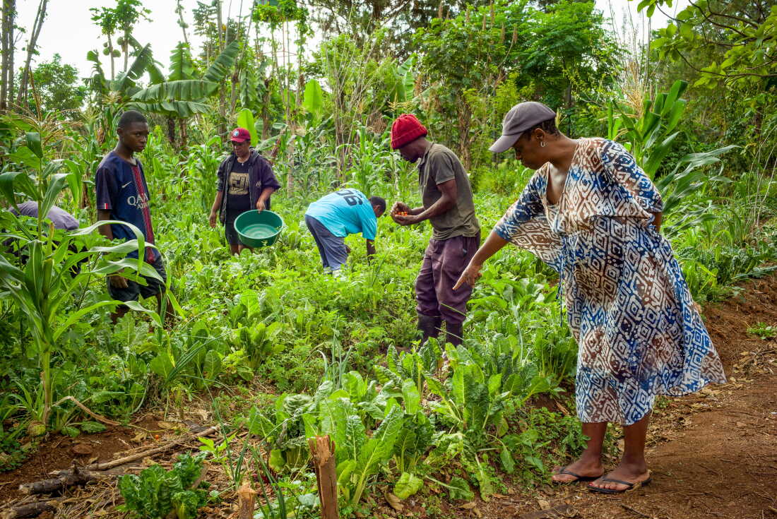 Kanangwa Newlove, the founder of Loctaguna Organics, and her team harvest organic vegetables from their plots. The farm supplies restaurants and airlines, and runs courses to educate NGOs and students on organic farming.