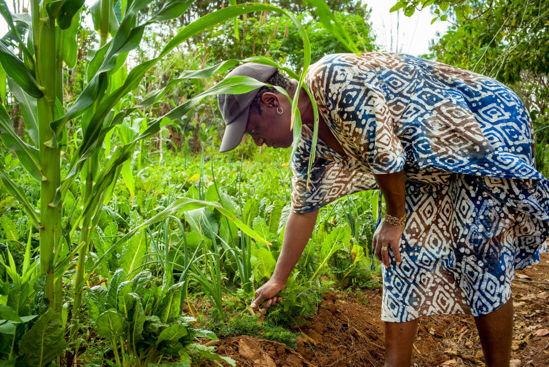 Kanangwa Newlove, the founder of Loctaguna Organics, and her team harvest organic vegetables from their plots. The farm supplies restaurants and airlines, and runs courses to educate NGOs and students on organic farming.