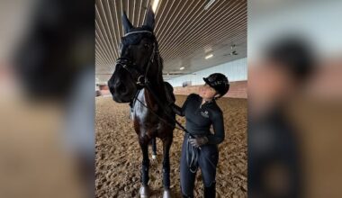 'Unimaginable loss': Horses killed on B.C. highway while travelling to championship