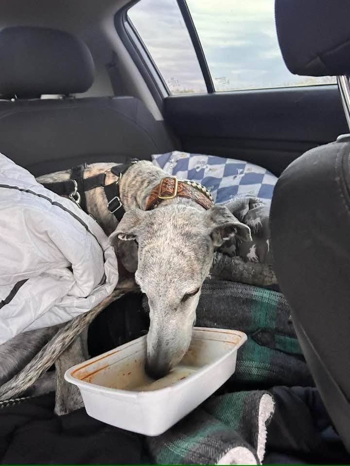 A grey dog is in the back of a car drinking water