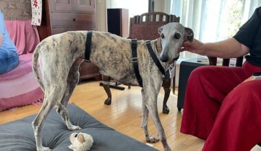 Owner of lost Spanish greyhound says Sask. needs provincewide standards for capturing missing dogs