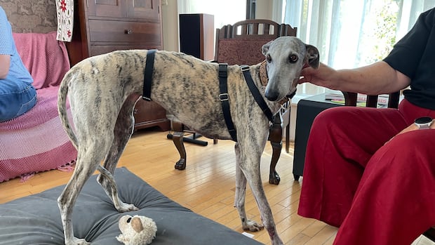 Owner of lost Spanish greyhound says Sask. needs provincewide standards for capturing missing dogs