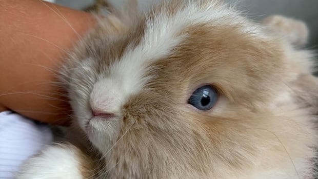 Family overjoyed after beloved pet bunny Biscuit, who was stolen from Markham fair, safely returned