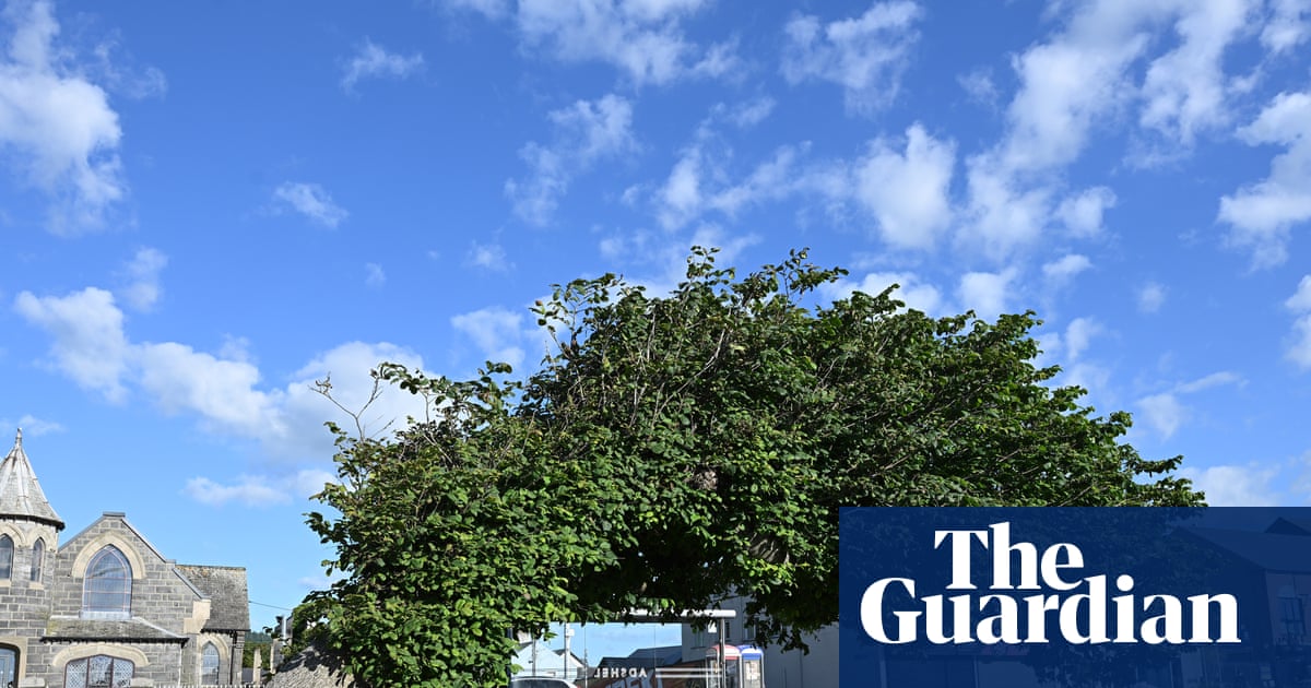 Bendy elm still standing against all odds crowned UK tree of the year | Trees and forests