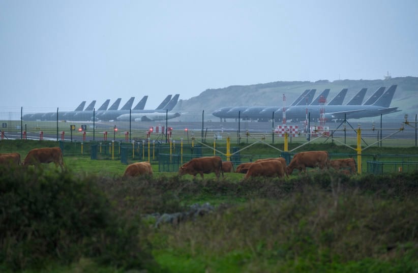 Cattle graze in front of a row of some fifteen US Airforce KC-46 Pegasus tankers and one P-8 Poseidon tankers from the US Navy which are stationed at Lajes Air Base, Praia da Vitória, Terceira island, in the Azores archipielago in the Atlantic Ocean on February 23, 2026.