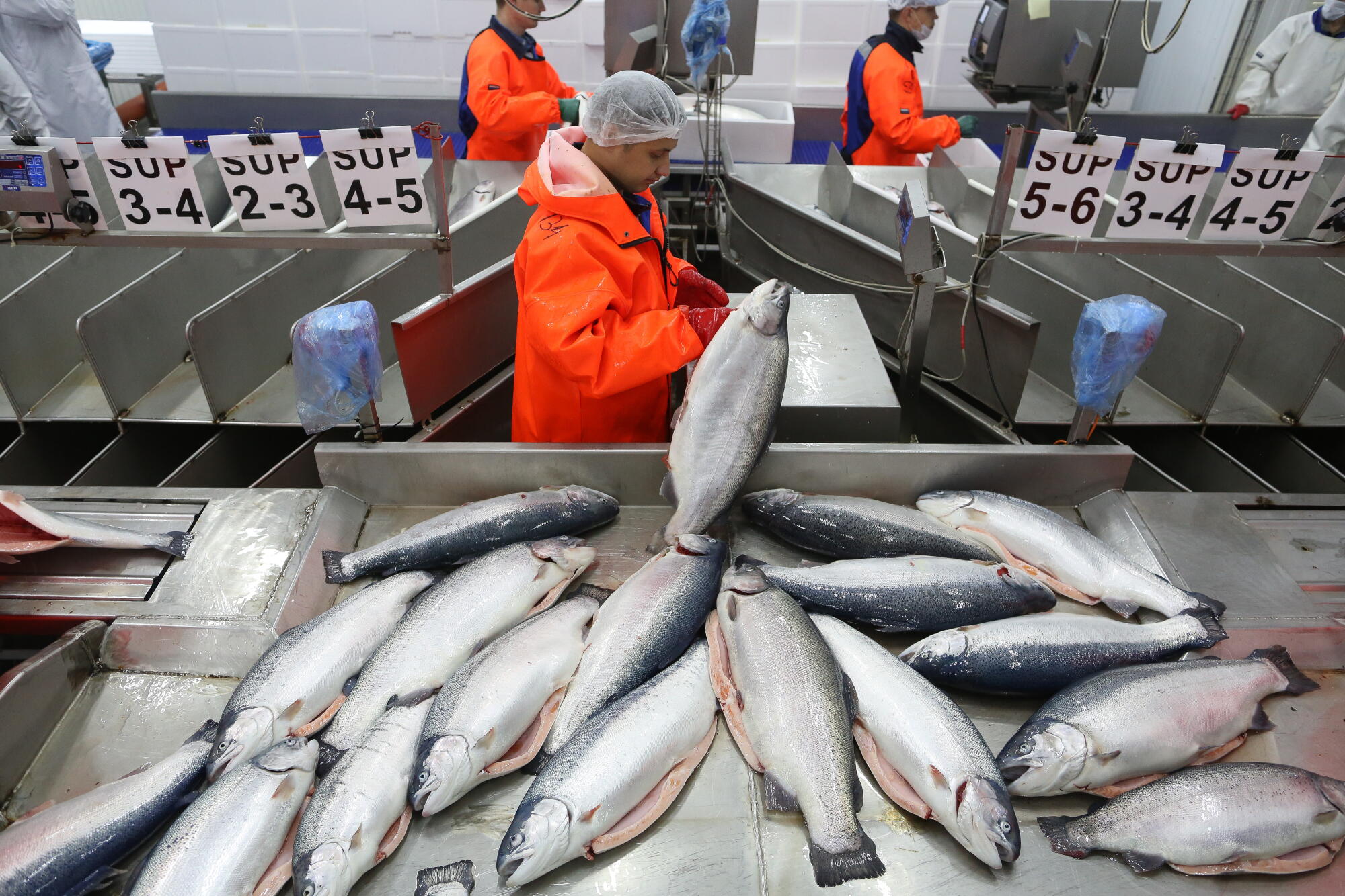 Workers sort rainbow trout into weight categories on the production line in the Murmanrybprom LCC fish processing plant