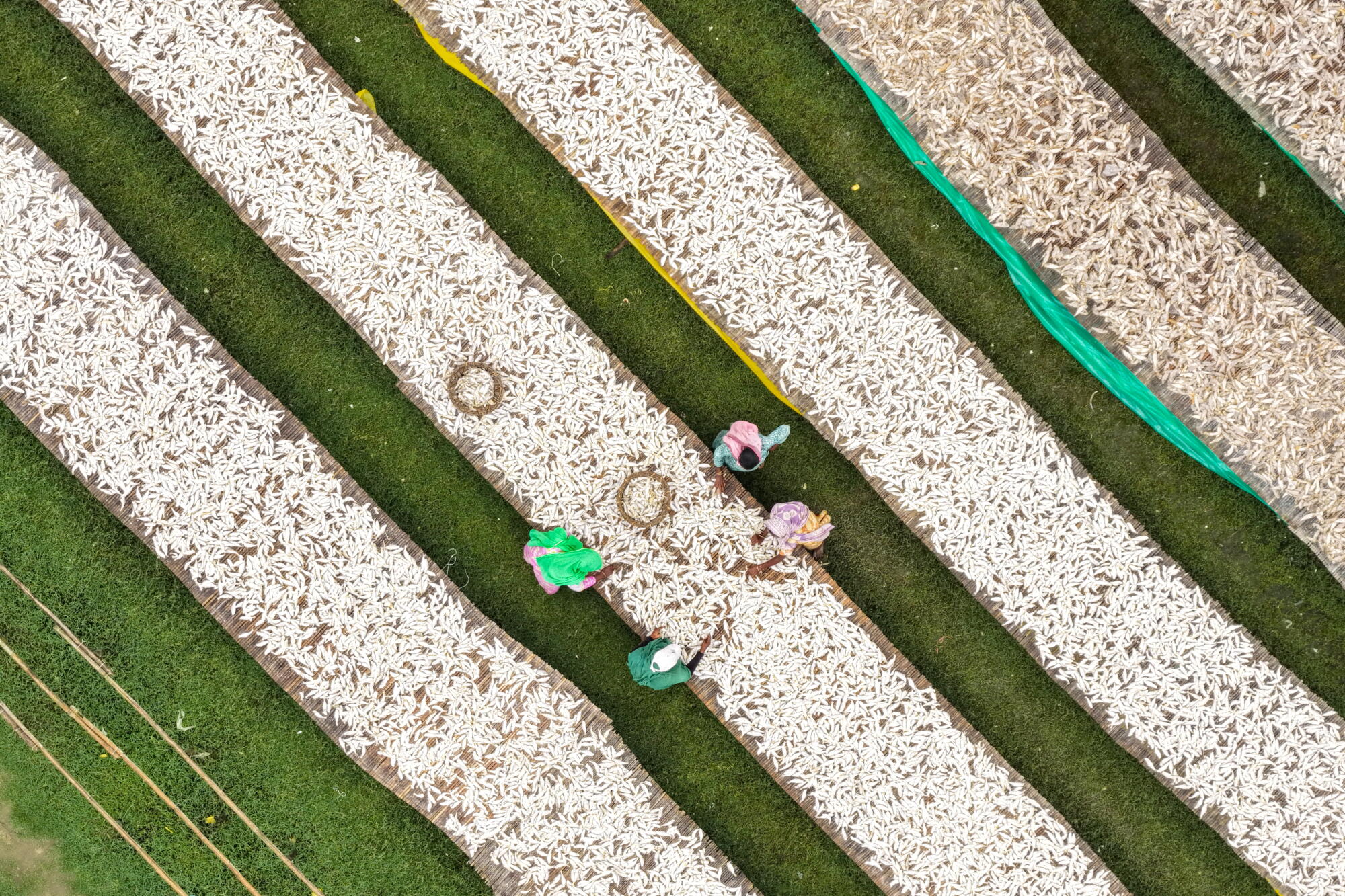 An aerial view shows workers spreading and drying small fish on traditional bamboo racks