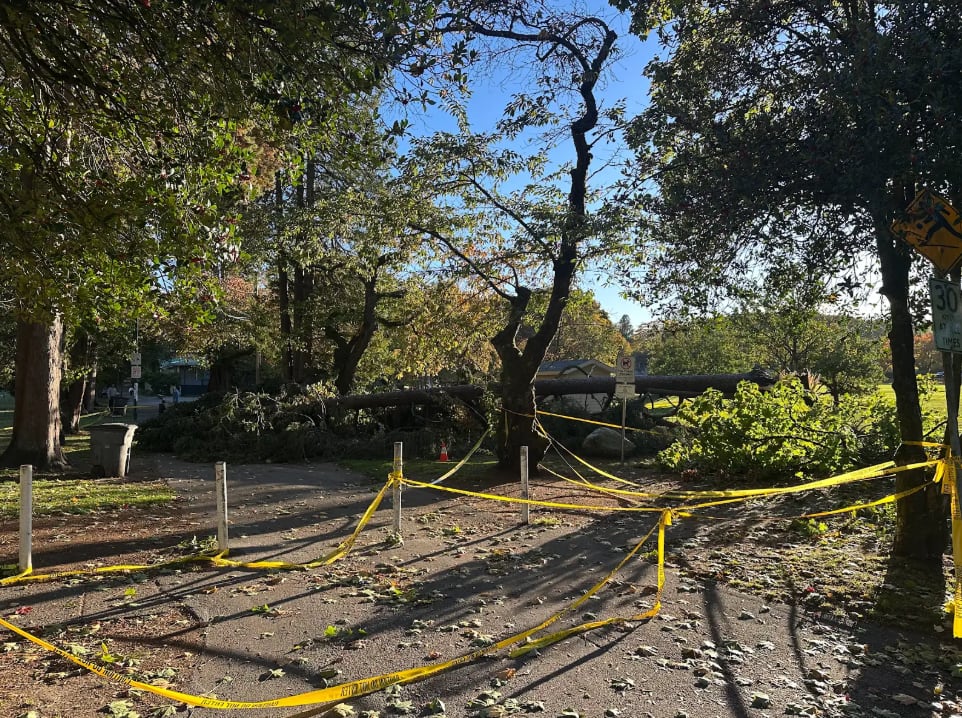 A tall tree collapsed in a park and surrounded by yellow caution tape.
