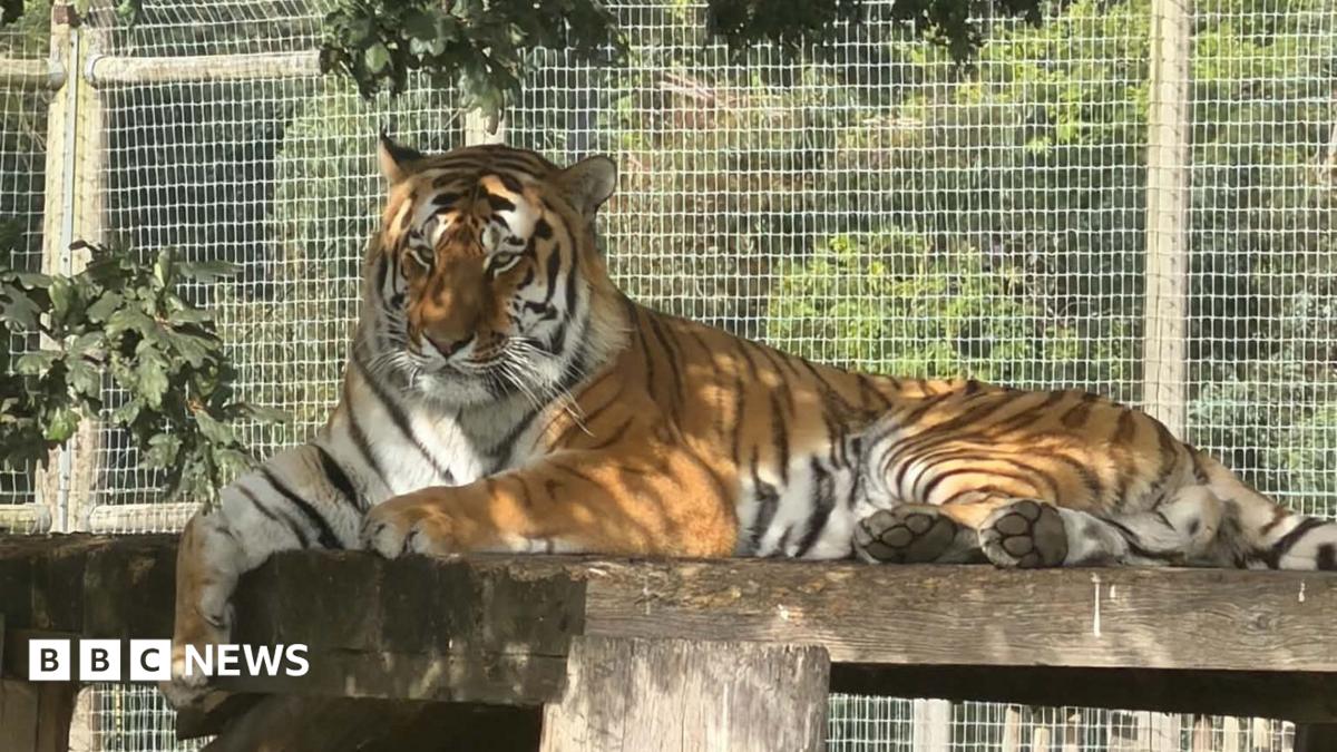 A tiger at Yorkshire Wildlife Park which attacked a person in the enclosure on Saturday