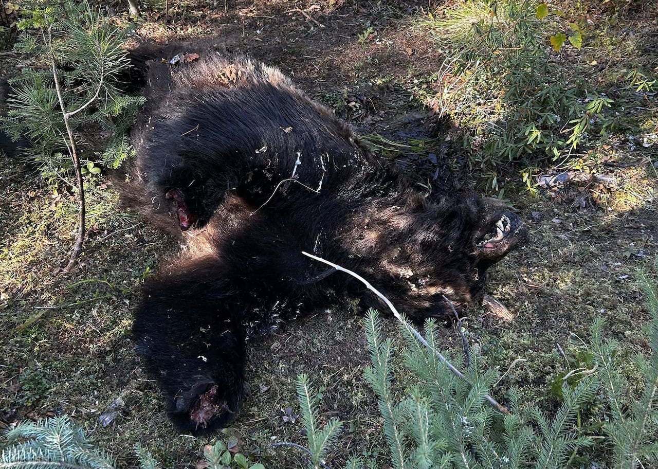 A dead grizzly bear.