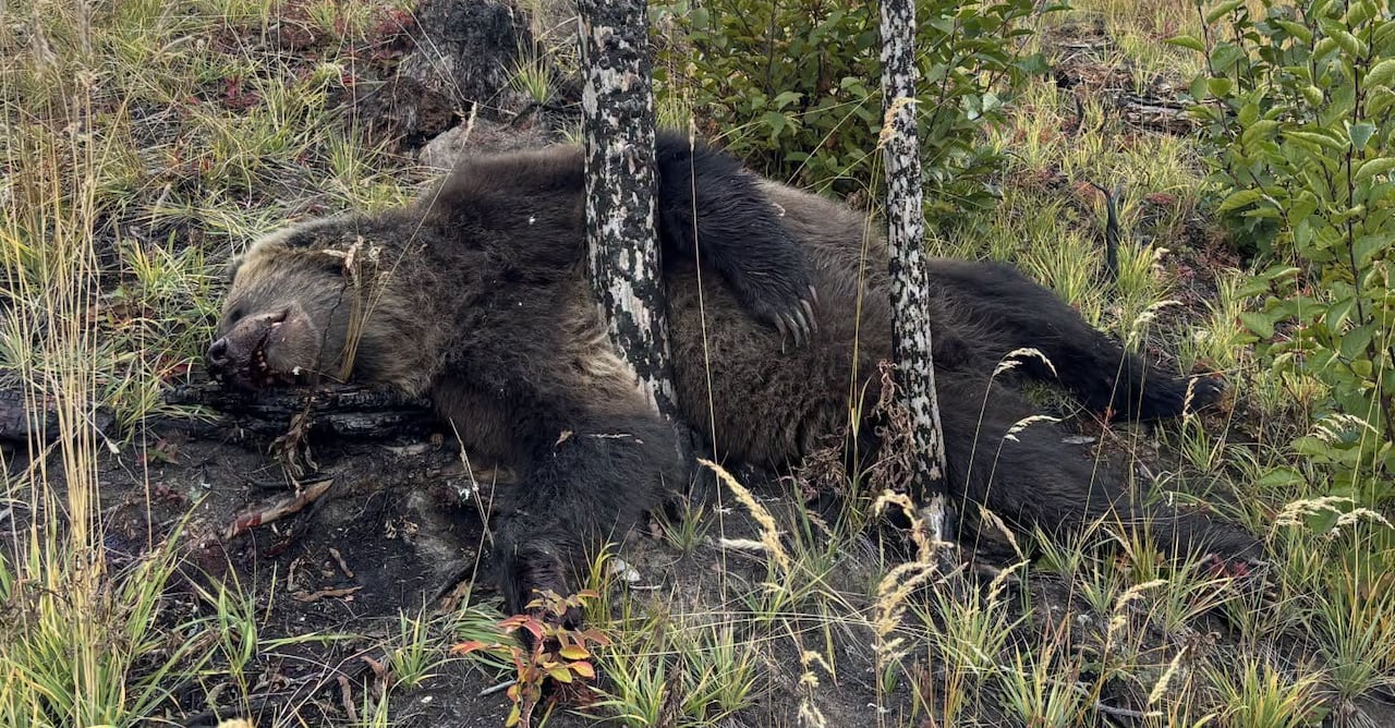 A dead grizzly bear.