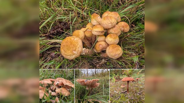 Ample rainfall brings mushroom boom to Nova Scotia