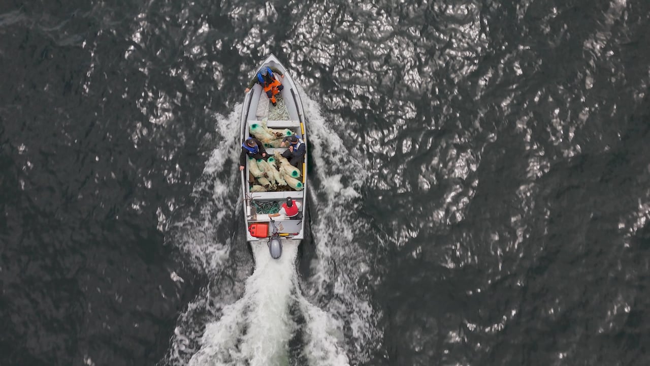An overhead shot of a boat in the ocean with sheep in it.