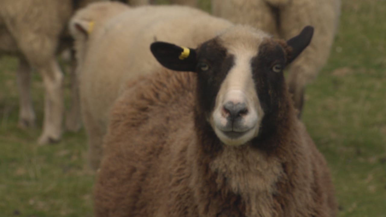 Brown sheep
