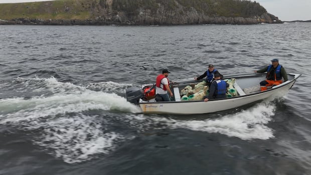 Changing demographics in N.L. are driving demand for local lamb