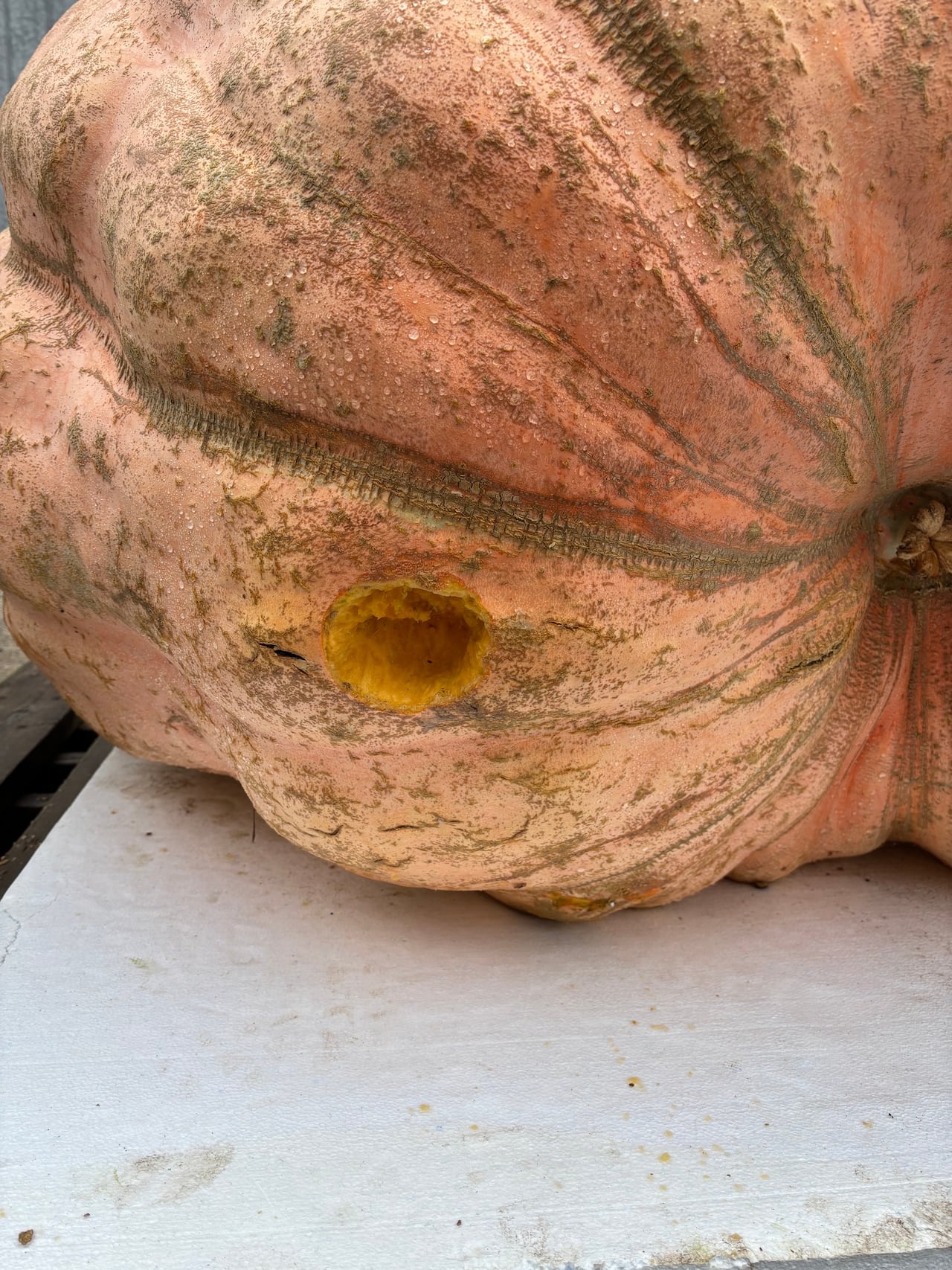 A picture of a soft spot on a giant pumpkin