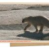 Greetings from the Arctic Circle, where an icebreaker ship drew polar bears' attention