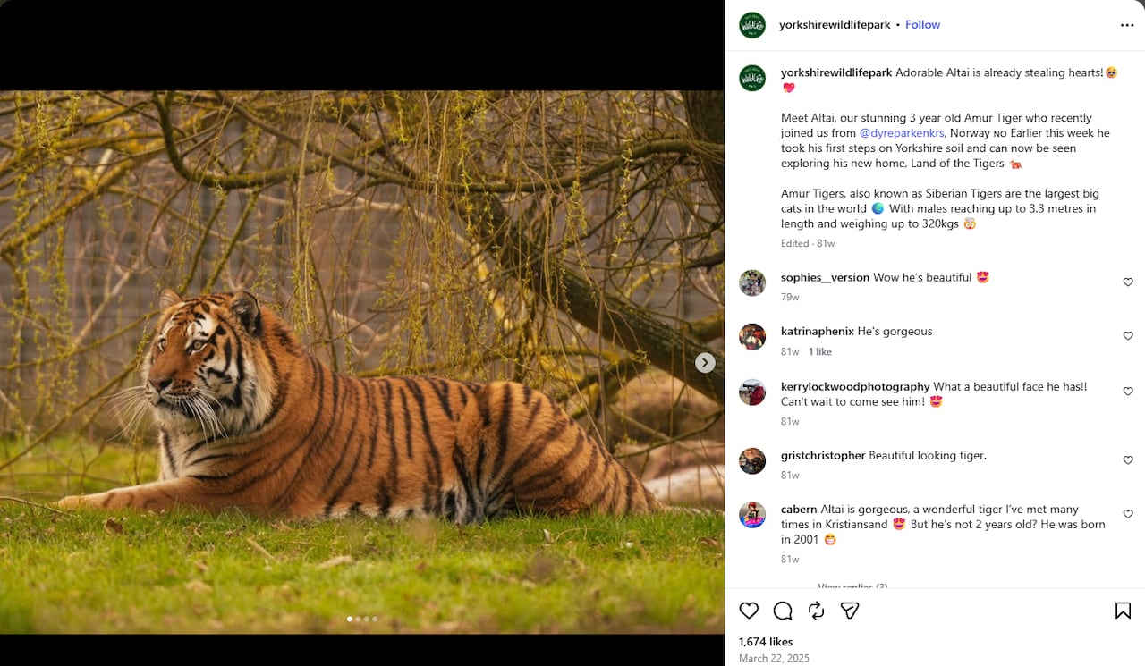 A photo of a tiger and a post that reads "adorable Altai is already stealing hearts."