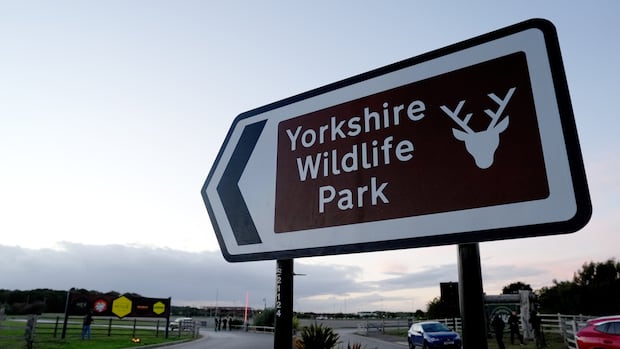 What to know about the deadly U.K. tiger attack — and the 'offensive' video shared by Trump