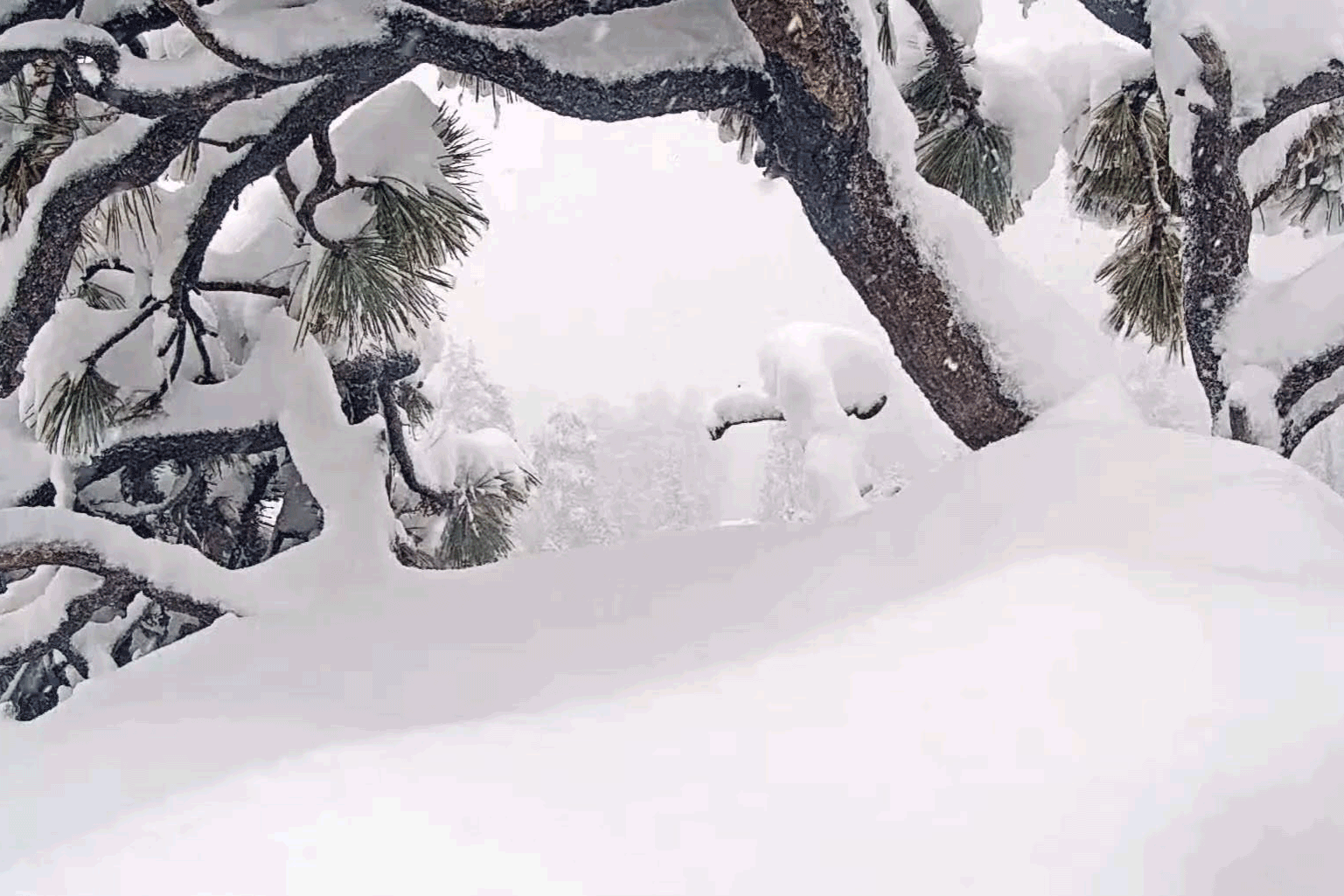 Bald eagle Jackie, completely covered in snow, pops out from under the snow, beak first.