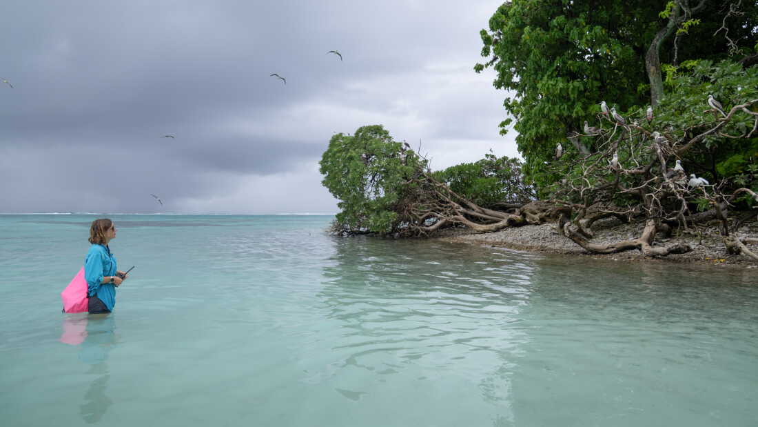 At Palmyra Atoll in the remote Pacific Ocean, wildlife refuge manager Paige Mino observes red-footed boobies. Scientists have found a surprising link between the seabirds and the health of the surrounding ocean.