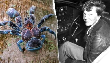 Amelia Earhart search team forced to dodge coconut crabs by sleeping on ship