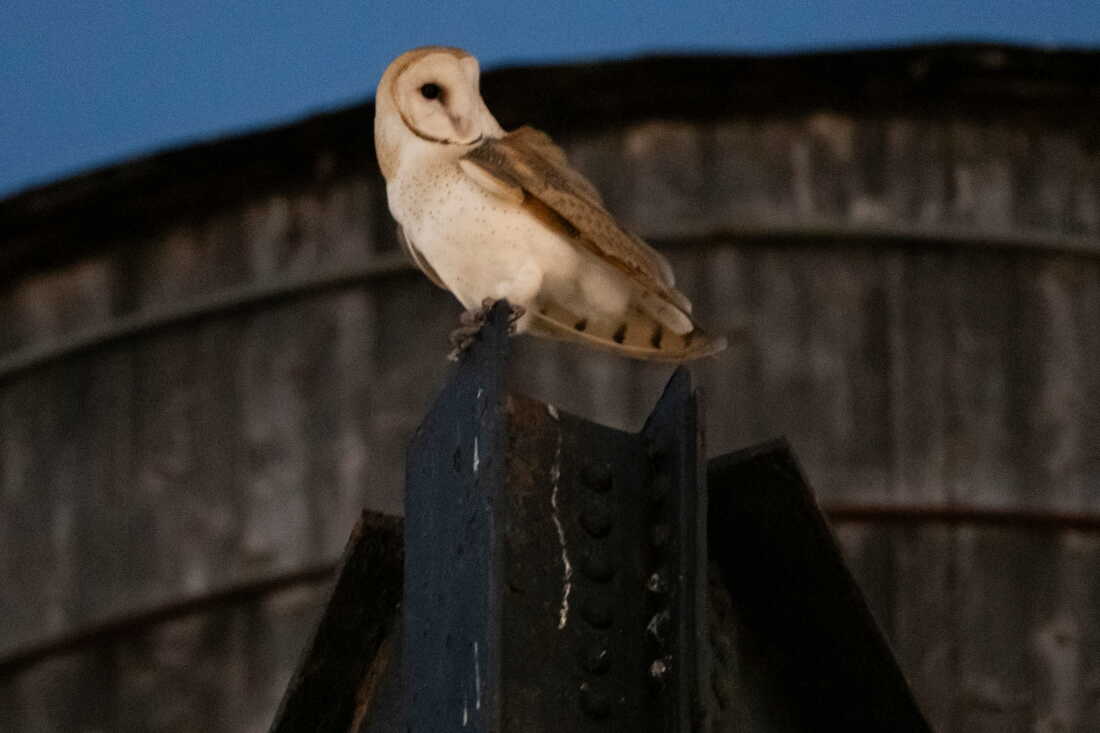 An American Barn Owl sits perched on a water tower on the Upper West Side neighborhood, Wednesday, Oct. 14, 2026, in New York.