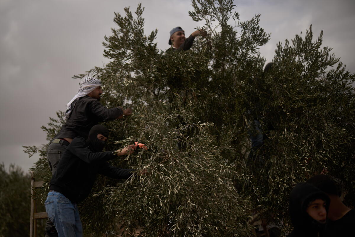 Palestinians collect olives