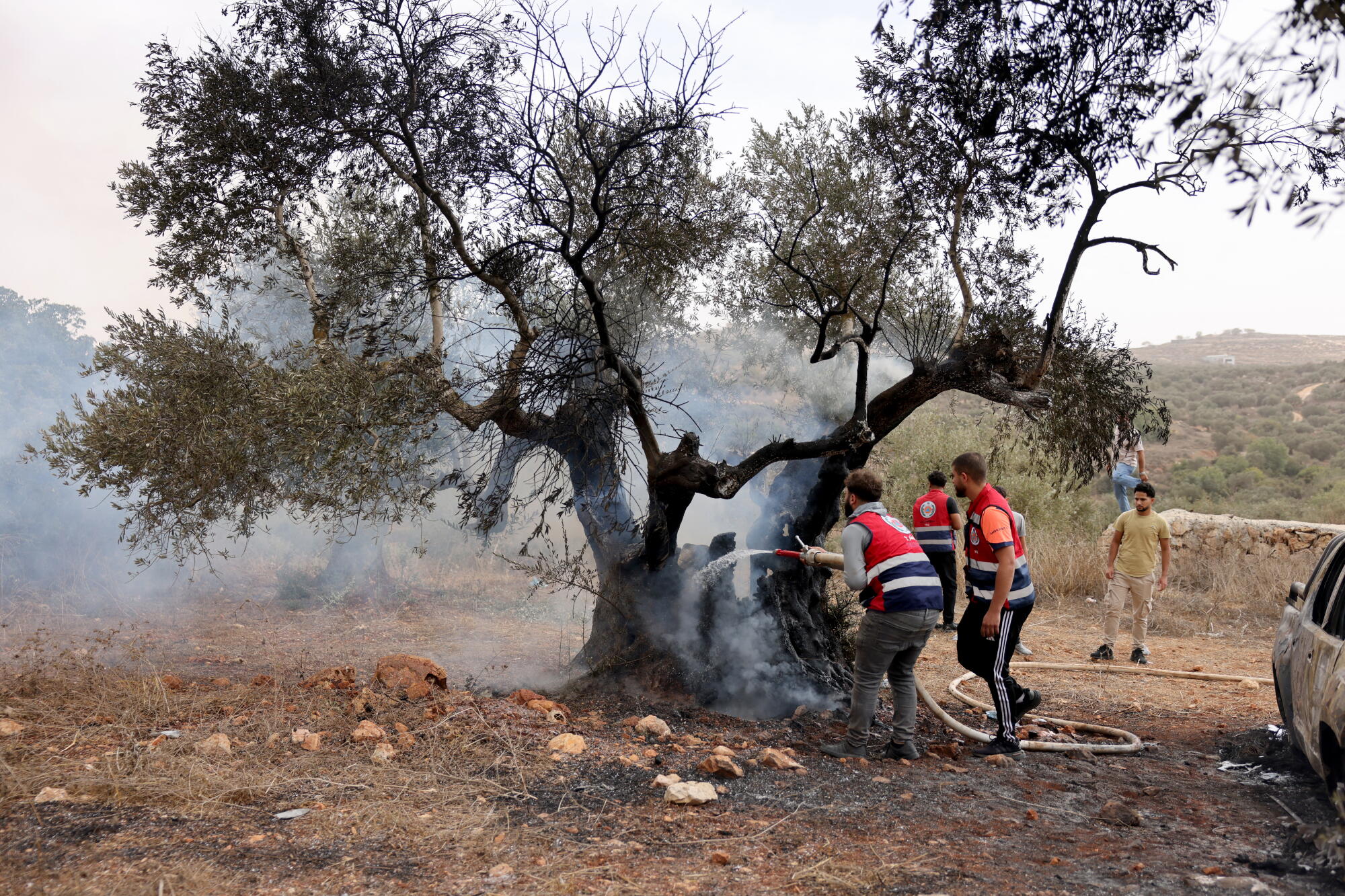 Palestinian volunteers douse an olive tree set alight