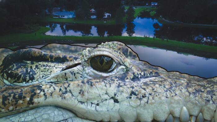 Nearly 12-foot alligator kills fisherman in Winter Garden