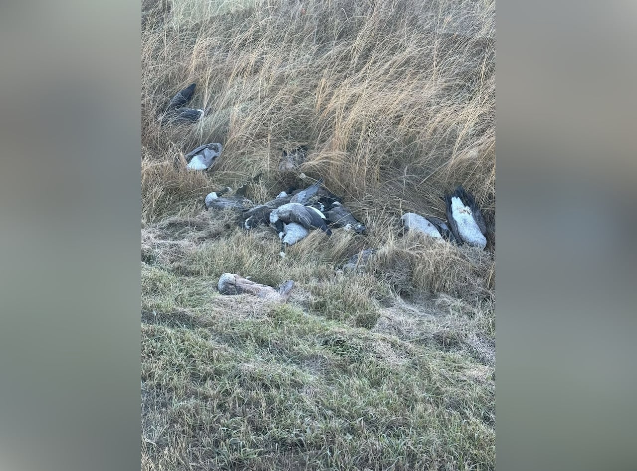 About a dozen dead geese carcasses.