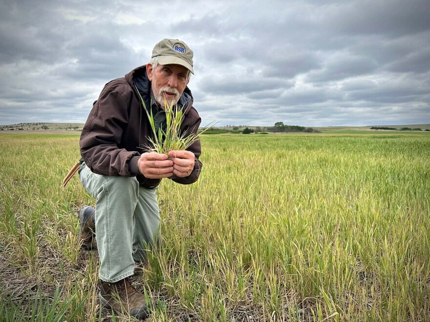 A farmer kneels in a field of poor-quality wheat