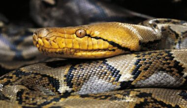Python hunters snag Puerto Rico's largest reticulated python on record after it was spotted strangling pet cat