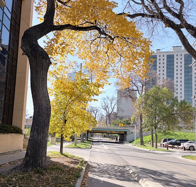A sunny day with fall colours in a city.