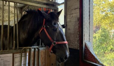 NYC’s horse carriage drivers say they feel betrayed as lawmakers set to abolish industry