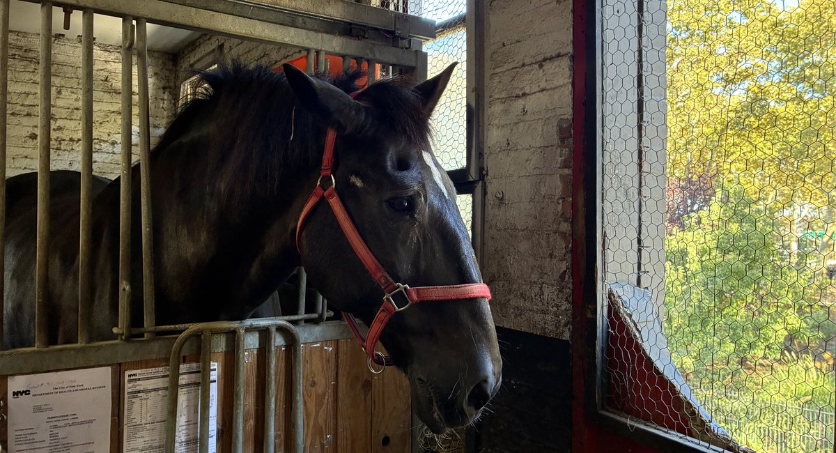 NYC’s horse carriage drivers say they feel betrayed as lawmakers set to abolish industry