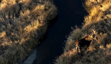 First Nations do not have protected right to hunt moose, Manitoba's lawyers argue