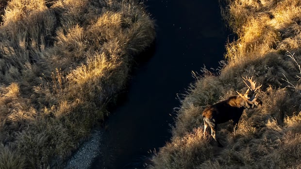 First Nations do not have protected right to hunt moose, Manitoba's lawyers argue