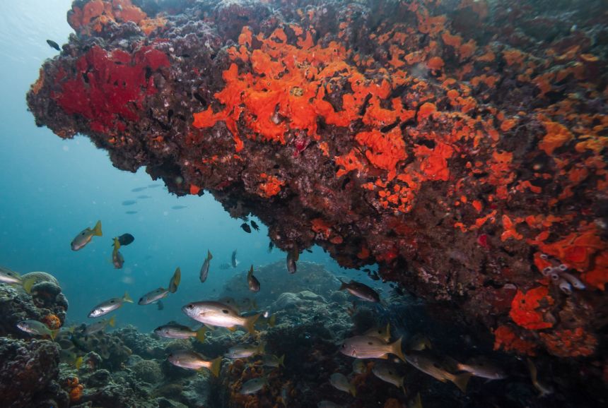 A view of the vibrant underwater world at one of Musandam's popular diving sites in Khasab, Oman on August 28, 2025.