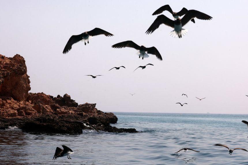 A flock of birds near the shores of the Daymaniyat Islands Nature Reserve in Oman, on October 4, 2023.