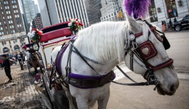 Council OKs bill to end horse carriage industry in NYC
