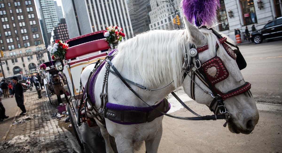 Council OKs bill to end horse carriage industry in NYC