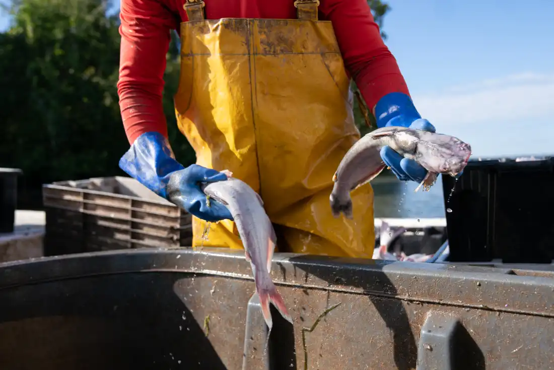 A fisherman sorts through a bucket of fish in the late morning light. Invasive blue catfish are a problem in the Chesapeake Bay and its tributaries, preying on native seafood like the blue crab. To help keep them in check, local school children are eating catfish for lunch.