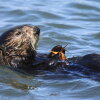A Southern sea otter with a green crab.