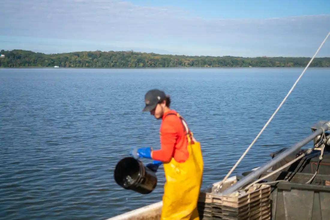 Blue catfish were first brought to rivers in Virginia in the 1970s, for recreational fishing. They’ve spread to every tidal tributary of the Chesapeake Bay in Maryland.