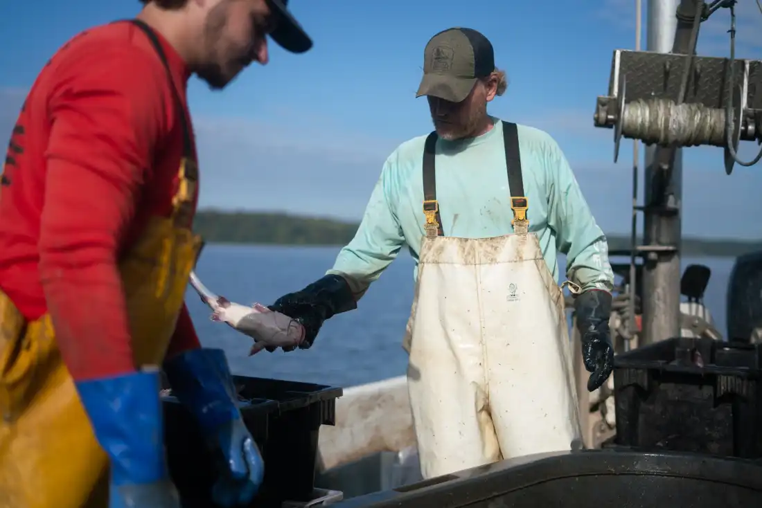 Rice sorts blue catfish by size and weight. He says the fish doesn’t bring the high prices of some other seafood, but it provides a steady income for his small operation.