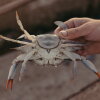 Jack Torney holds a crab, near Galesville Wharf in Galesville, Maryland, on June 16, 2026.