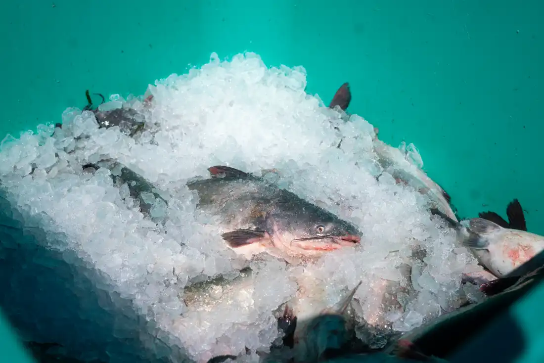 Newly harvested blue catfish are quickly put on ice, ready to be sent to a seafood processor.
