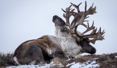 Yukon photographer captures footage of caribou carrying dead rival in its antlers